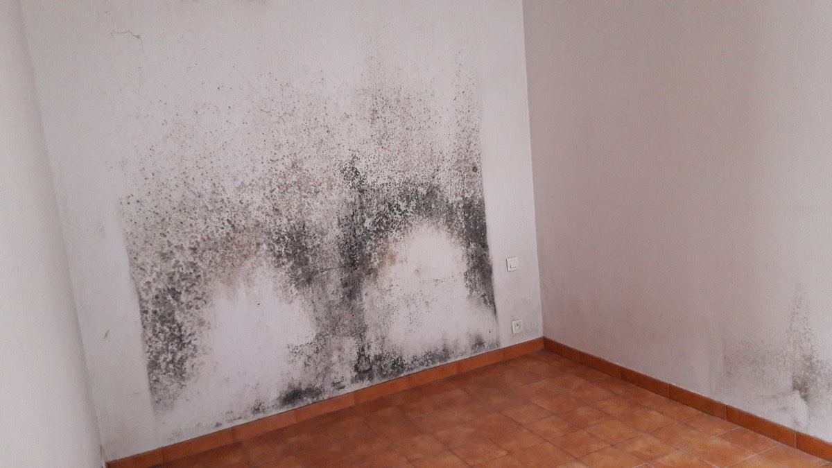 Moisissures - Expertise humidité à Bayonne